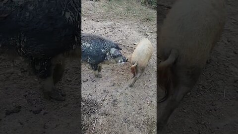 Mangalitsa Boar and Sow reunion #pig #farmlife #mangalitsa #hog #pasturepork