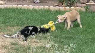 Filhote de cachorro arrasta cão adulto para brincar