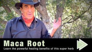 9 Benefits of Maca Root
