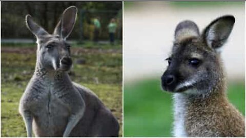 Wallaby e canguro litigano per l'orsacchiotto