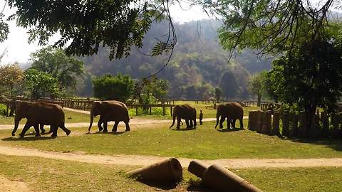Rescued elephants find freedom and second chance