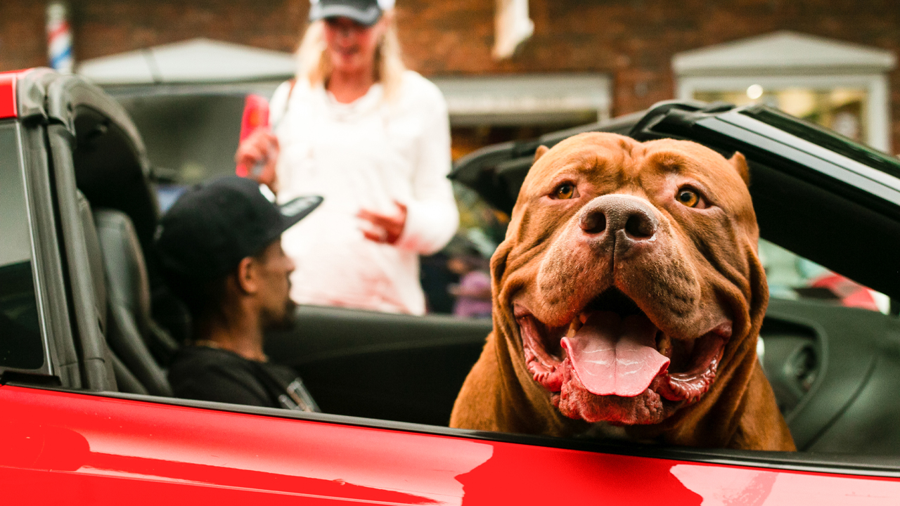 Giant Pit Bull Hulk Visits The Birthplace Of DDK9s | DOG DYNASTY