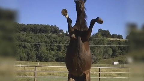Talented horse demonstrates variety of tricks