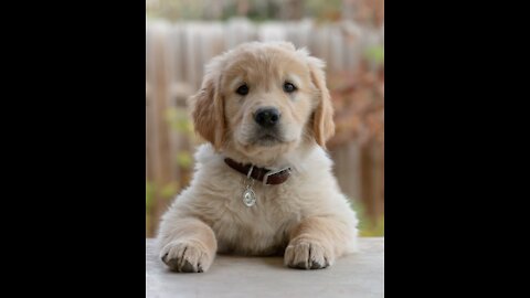 Puppy sees rain