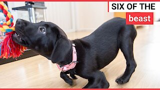 Puppy born with six legs named after kangaroo