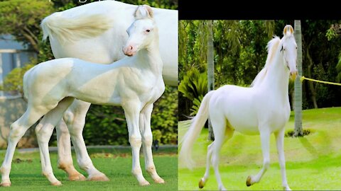 Maharaja the great, famous Indian white horse