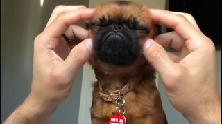 When Dog Love To Get Facial Massage - Pure Relaxation