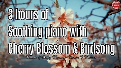 Soothing music with piano and birds singing for 3 hours, music to boost positive energy