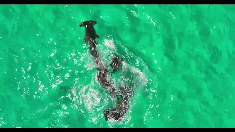 Underwater clash: Squid's epic ink defense against hammerhead shark 🦑🦈