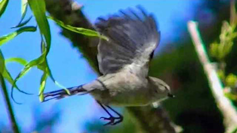 IECV NV #287 - 👀 Chickadee And A House Sparrow Hanging Off The Weeping Willow Branch 5-3-2017