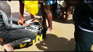 SOUTH AFRICA - Durban - Sardines being netted at Durban beachfront (Videos) (nit)