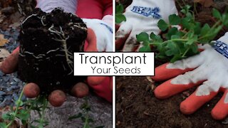 Now is the Time to Transplant | A Simple Guide