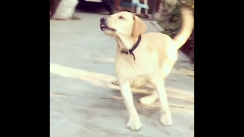 Dog thought it's a ball. Owner tricked him with lemon