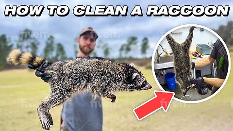 How to Clean A Raccoon