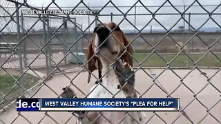 West Valley Humane Society's "plea for help"