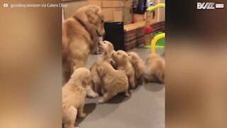 Ce toutou se fait attraper par une adorable horde de chiots