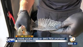 More than 80 birds rescued from Rancho Bernardo apartment