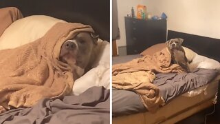Lazy Doggy Humorously Gets Woken Up For Work