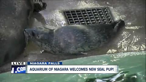 The Aquarium of Niagara welcomes new seal pup