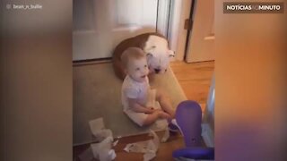 Bebê faz bagunça e culpa cadela em vídeo fofo!
