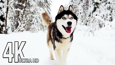 Winter Wildlife 4K Animal Documentary🐺❄️Arctic Wolves, Foxes and More | 4K UHD TV Screensaver