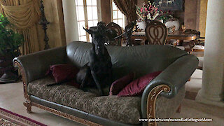 Black Great Dane Blends Into the Sofa Beside Amazing Horse Painting