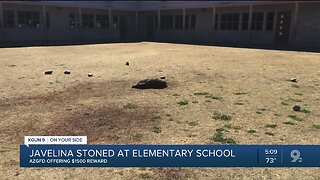Reward offered to track down culprit who stoned javelina at school