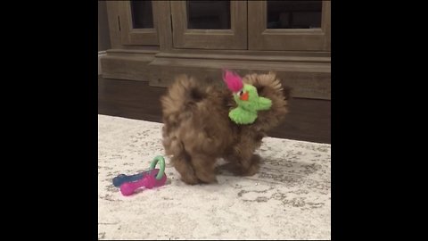Shih tzu puppy plays in circles with squeaky toy