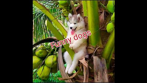 Funny dogs picture