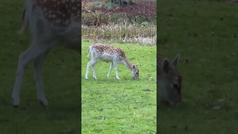 Beautiful female deer at Dunham Massey Deer Park #deerhunting