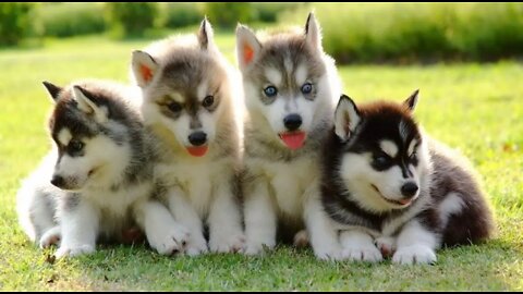 Which husky puppy is the smartest😂 Funny dog: my legs are too short.