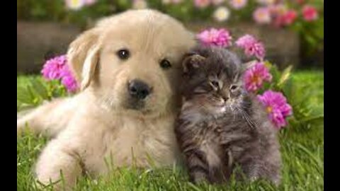 Cute And Funny Dogs and Cat #4