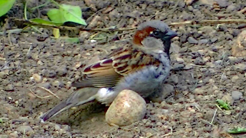 IECV NV #586 - 👀 Male House Sparrow Sitting In The Dirt 5-18-2018