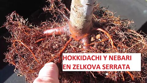 HACER HOKKIDACHI (ESTILO ESCOBA DE ZELKOVA SERRATA) Y NEBARI ֍ 12 AÑOS EN COLADOR