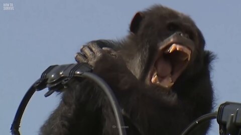 How to Survive a Chimpanzee Attack