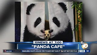 Cafe lets people mingle with baby pandas?