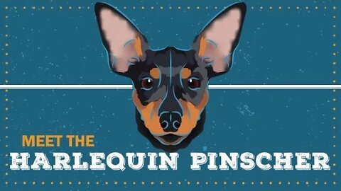 Harlequin Pinscher | CKC Breed Facts & Profile