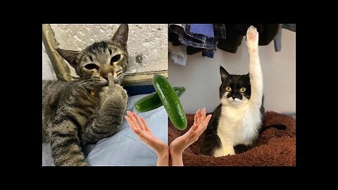 The funniest animals of 2024 😅 The funniest cats videos 😹 Part 15 #PetValleyy #Rumbel
