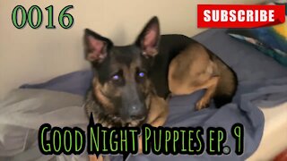 the[DOG]diaries [0016] Good Night Puppies - Episode 9 [#dogs #doggies]