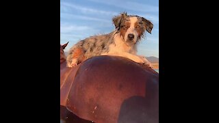 Australian Shepherd Goes Horseback Riding Through Water