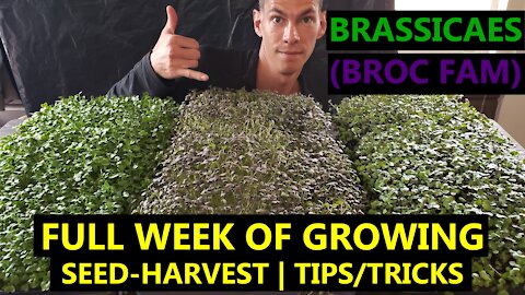 Broccoli/Cabbage/Mustard MICROGREENS: How to Grow A Full Cycle on a Schedule + Experiments