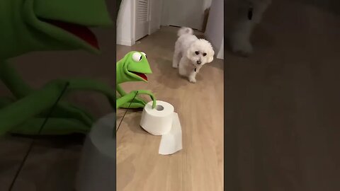 Quincy vs Kermit the Frog