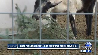 Farms seeking Christmas tree donations to feed goats