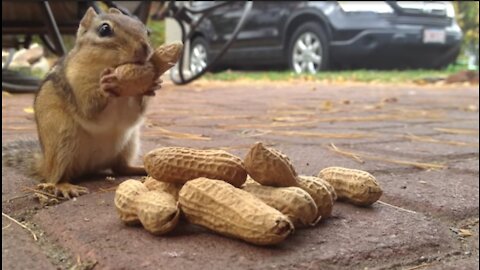 Chipmunk eating peanuts wow