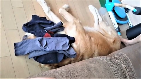 Golden Retriever doesn't budge when laundry is dumped on him