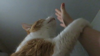 Stubborn cat meows until owner wakes up