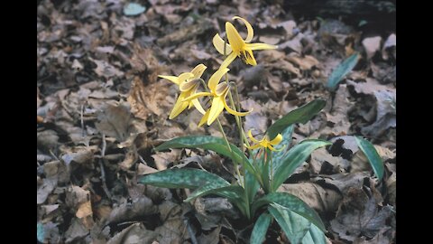 Eating the Trout Lilly Flower (2013)