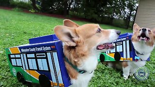 You can dress your dogs up as MCTS buses for Halloween