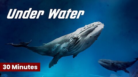 30 Minutes Underwater Sea Life Royalty Free Stock