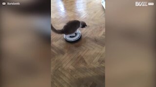 Ce chat se balade en Roomba